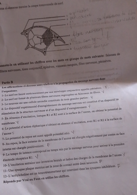 ema ci-dessous montre la coupe transversale du nerf.
Annote-le en utilisant les chiffres avec les mots ou groupe de mots suivants: faisceau de
libres nerveuses, tissu conjonctif, épinèvre, vaisseau sanguin, fibre nerveuse, périnèvre.
Partic B
Les affirmations cl-dessous sont relatives à la propagation du message nerveux dans
l'organisme.
I- Le nerf est limité extérieurement par une enveloppe conjonctive appelée périnèvre.
2- Le nerf est formé de plusieurs fibres nerveuses regroupées en faisceaux de fibres.
3- Le neurone est une cellule arrondie constituée de trois grandes parties :
4- Le dispositif expérimental d'enregistrement du message nerveux est constitué d'un dispositif de
stimulation de la structure nerveuse et d'un dispositif d'enregistrement. √
5- En Absence d'excitation, lorsque R1 et R2 sont à la surface de l'axone, on obtient le potentiel de
membrane. 
6- Le potentiel d'action diphasique s’obtient en absence d'excitation, avec R1 et R2 à la surface de
l'axone 
7- Le potentiel de repos est aussi appelé potentiel zéro.
8- Au repos, la face externe de la membrane de l'axone est chargée négativement par contre sa face
interne est chargée positivement.
9- Le temps de latence correspond au temps mis par le message nerveux pour arriver à la première
électrode réceptrice R1.
10- L'excitation entraine une inversion brutale et brève des charges de la membrane de l'axone.
11- Une synapse plaque motrice est la zone de contact entre deux neurones.
12- L*acétylcholine est un neurotransmetteur qui intervient dans les synapses inhibitrices.
Réponds par Vrai ou Faux en utilise les chiffres.