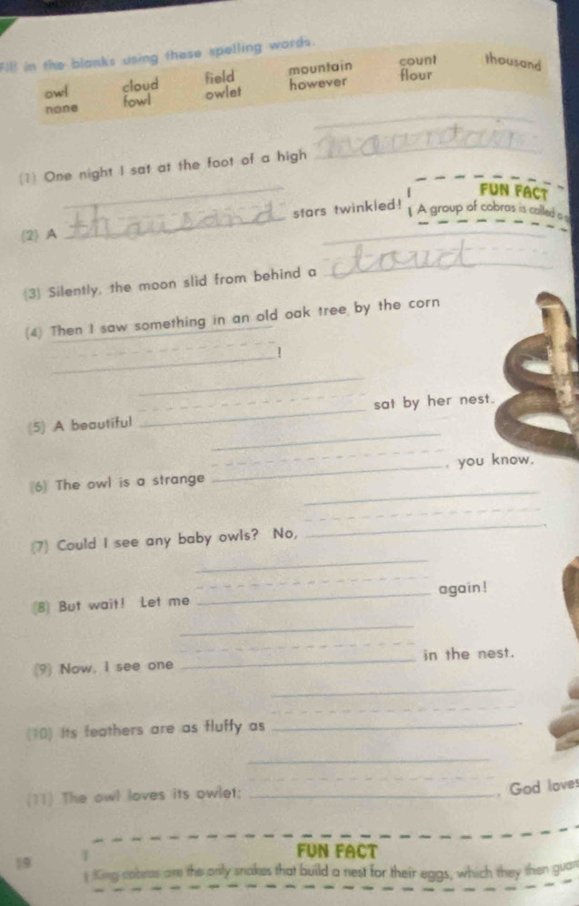 Fill in the blanks using these spelling words.
mountain count thousand
cloud field however flour
owl fowl
owlet
_
none
_
_
(1) One night I sat at the foot of a high
_
FUN FACT
(2) A __stars twinkled!
1 A group of cobras is cailled a 
(3) Silently, the moon slid from behind a
_
(4) Then I saw something in an old oak tree by the corn
_
_
_
_
_
(5) A beautiful _sat by her nest.
_
_
(6) The owl is a strange _ you know.
_
_
_
(7) Could I see any baby owls? No,
_
⑧ But wait! Let me __again !
_
_
(9) Now, I see one _in the nest.
_
_
(10) Its feathers are as fluffy as_
.
_
_
(11) The owl loves its owlet;_
, God loves
FUN FACT
19
Ging cobras ame the onily snakes that build a nest for their eggs, which they then guan