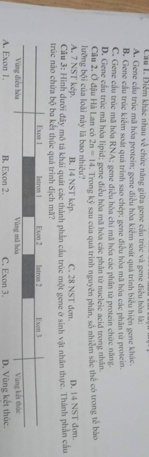 Cầu 1. Điệm khác nhau về chức năng giữa gene cầu trúc và gene điều hòa là:
A. Gene cầu trúc mã hóa protein; gene điều hòa kiểm soát quá trình biểu hiện gene khác.
B. Gene cấu trúc kiểm soát quá trình sao chép; gene điều hòa mã hóa các phân tử protein.
C. Gene cầu trúc mã hóa RNA; gene điều hòa chi mã hóa các phân tử protein chức năng.
D. Gene cầu trúc mã hóa lipid; gene điều hòa mã hóa các phân tử nucleic acid trong nhân.
Câu 2. Ở đậu Hà Lan có 2n=14 4. Trong kỳ sau của quá trình nguyên phần, số nhiêm sắc thể có trong tế bào
lưỡng bội của loài này là bao nhiêu?
A. 7 NST kép. B. 14 NST kép. C. 28 NST đơn.
D. 14 NST đơn.
Câu 3: Hình dưới đây mô tả khái quát các thành phần cấu trúc một gene ở sinh vật nhân thực. Thành phần cấu
trúc nào chứa bộ ba kết thúc quá trình dịch mã?
A. Exon 1. B. Exon 2. C. Exon 3. D. Vùng kết thúc.