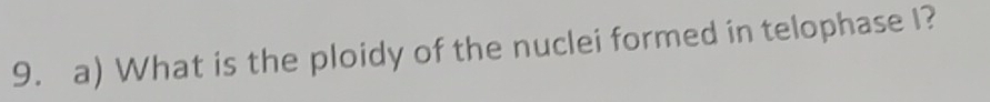 What is the ploidy of the nuclei formed in telophase I?