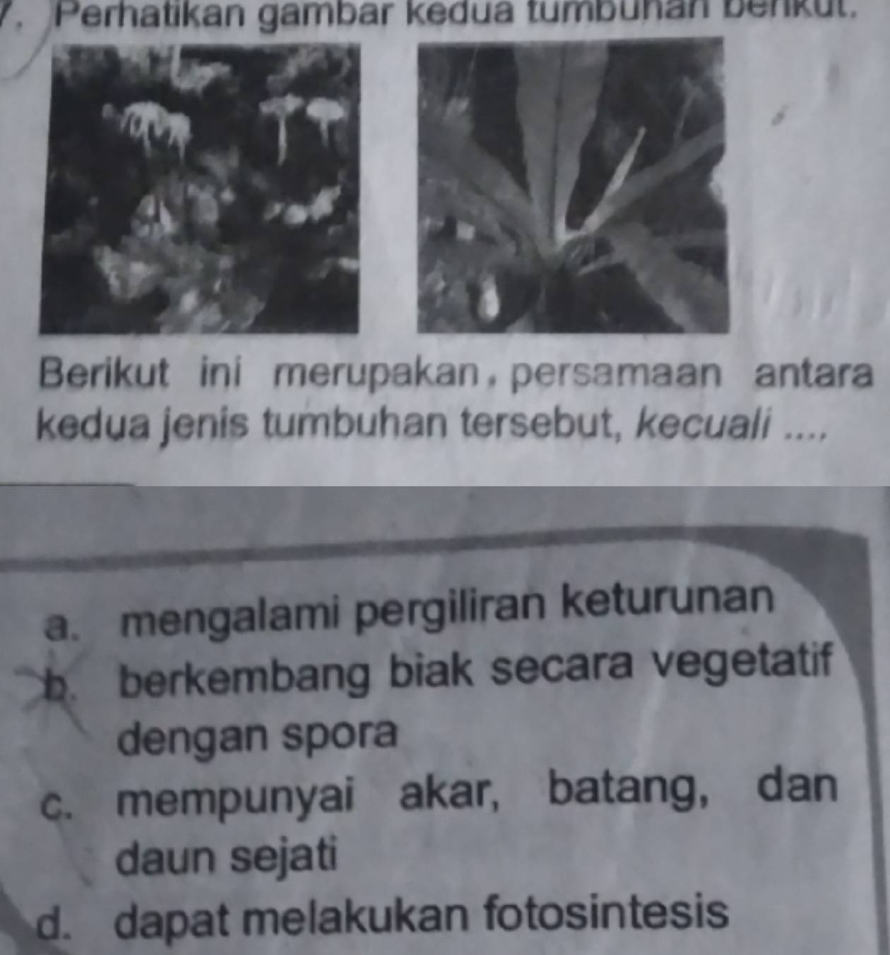 Perhatikan gambar kedua tumbühan benküt.
Berikut ini merupakan，persamaan antara
kedua jenis tumbuhan tersebut, kecuali ....
a. mengalami pergiliran keturunan
b. berkembang biak secara vegetatif
dengan spora
c. mempunyai akar, batang, dan
daun sejati
d. dapat melakukan fotosintesis