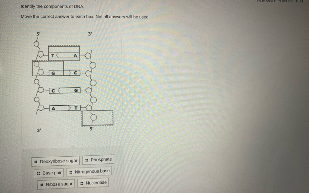 PÖSSIBLE POINTS: 10.7
Identify the components of DNA.
Move the correct answer to each box. Not all answers will be used.
:: Deoxyribose sugar :: Phosphate
Base pair : Nitrogenous base
:: Ribose sugar :: Nucleotide