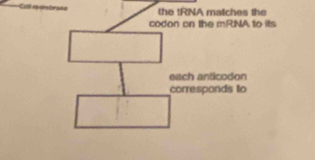 the tRNA matches the 
codon on the mRNA to its 
each anticodon 
corresponds to