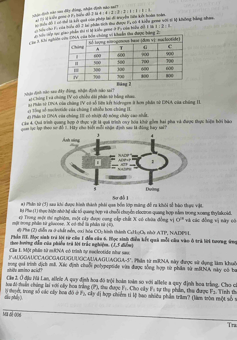 Nhận định nào sau đây đúng, nhận định nào sai?
a) Ty lệ kiểu gene ở F_2 biểu đồ 2 là
b) Biểu đồ 1 có thể là kết quả của phép lai di truyền liên kết hoàn toàn. 4:4:2:2:2:1:1:1:1.
c) Nếu cho Fị của biểu đồ 2 lai phân tích thu được Fa có 4 kiểu gene với tỉ lệ không bằng nhau.
() Nếu tiếp tục giao phần thì tỉ lệ kiều gene ở F_3 của biểu đồ 1 là 1:2:1.
Câu 3. Khi nghiê thu được bảng 2:
Bảng 2
Nhận định nào sau đây đúng, nhận định nào sai?
à) Chủng I và chủng IV có chiều dài phân tử bằng nhau.
b) Phân tử DNA của chủng IV có số liên kết hidrogen ít hơn phân tử DNA của chủng II.
c) Tổng số nucleotide của chủng I nhiều hơn chủng II.
d) Phân tử DNA của chủng III có nhiệt độ nóng chảy cao nhất.
Câu 4. Quá trình quang hợp ở thực vật là quá trình oxy hóa khử gồm hai pha và được thực hiện bởi bào
quan lục lạp theo sơ đồ 1. Hãy cho biết mỗi nhận định sau là đúng hay sai?
Sơ đồ 1
a) Phân tử (5) sau khi được hình thành phải qua bốn lớp màng để ra khỏi tế bào thực vật.
b) Pha (1) thực hiện nhờ hệ sắc tố quang hợp và chuỗi chuyền electron quang hợp nằm trong xoang thylakoid.
c) Trong một thí nghiệm, một cây được cung cấp chất X có chứa đồng vị O^(18) và các đồng vị này có
mặt trong phân tử glucose. X có thể là phân tử (4).
d) Pha (2) diễn ra ở chất nền, oxi hóa CO_2 hình thành C_6H_12O_6 nhờ ATP, NADPH.
Phần III. Học sinh trả lời từ câu 1 đến câu 6. Học sinh điền kết quả mỗi câu vào ô trả lời tương ứng
theo hướng dẫn của phiếu trả lời trắc nghiệm. (1,5 điểm)
Câu 1. Một phân tử mRNA có trình tự nucleotide như sau:
3' P-AUGGAUCCAGCGAGUGUUGCAUAAGUAGGA-5'. Phân tử mRNA này được sử dụng làm khuô
trong quá trình dịch mã. Xác định chuỗi polypeptide vừa được tổng hợp từ phân tử mRNA này có ba
nhiêu amino acid?
Câu 2. Ở đậu Hà Lan, allele A quy định hoa đỏ trội hoàn toàn so với allele a quy định hoa trắng. Cho cá
hoa đỏ thuần chủng lai với cây hoa trắng (P), thu được F_1. Cho cây F_1 tự thụ phần, thu được F_2.  Tính the
lý thuyết, trong số các cây hoa đỏ ở F_2 , cây dị hợp chiếm tỉ lệ bao nhiêu phần trăm? (làm tròn một số s
đấu phẩy).
Mã đề 006
Tra