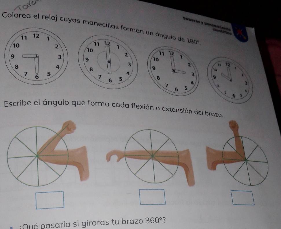 Colorea el reloj cuyas manecillas forman un ángulo de 180°. 
Saberes y pensamiente cientifice 
Escribe el ángulo que forma cada flexión o extensión del brazo. 
:Qué pasaría si giraras tu brazo 360° 7