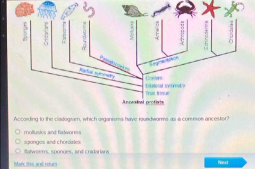 According to the cladogram, which organisms have roundworms as a common ancestor?
mollusks and flatworms
sponges and chordates
flatworms, sponges, and cridarians
Mark this and return Next