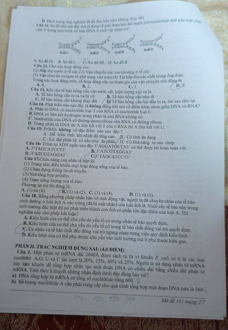 D. Dịch trong ông nghiệm B độ đục hầu như không thay đổi
Cầu 11. So đồ nào sau đây mô tả đùng về giải đoạn kéo dài mạch polynucleotide mới trên một chạc
chữ Y trong quá trình tài bàn DNA ở sinh vật nhân sơ?
A. Sơ đồ IV. B. Sơ đồ 1. C/ Sơ đồ III. D. Sơ đồ II
Câu 12. Cho các hoạt động sau:
(1) Hấp thụ nước ở rễ cây.(2) Vận chuyển các ion khoáng ở rễ cây.
(3) Vận chuyển oxygen từ phế nang vào máu (4) Tái hấp thu các chất trong ổng thận
Trong các hoạt động trên, số hoạt động cần sự tham gia của vận chuyển chủ động là
A. 4, B. 2. C. 1.
D.3
Cầu 13. Khi cho tế bào hồng cầu vào nước cất, hiện tượng xảy ra là
A. Tế bào hồng cầu to ra và bị vỡ B Tể bào hồng cầu nhỏ đi
C. Tế bào hồng cầu không thay đổi Dể Tể bào hồng cầu lúc đầu to ra, lúc sau nhỏ lại
Câu 14. Phát biểu nào sau đãy là không đúng khi nói về điểm khác nhau giữa DNA và RNA?
A. Phân tử DNA có nucleotide loại T còn RNA có nucleotide loại U
B. DNA có liên kết hydrogen trong phân tử còn RNA không có.
C. Nucleotide của DNA có đường deoxyribose còn RNA có đường ribose.
D. Trong phân tử DNA thì A liên kết với T còn ở RNA thì A liên kết với U.
Câu 15: Prôtêin không có đặc điểm nào sau đây ?
A. Dễ biến tính khi nhiệt độ tăng cao B. Có tính đa dạng
C. Là đại phân tử có cầu trúc đa phân. D. Có khả năng tự sao chép
Câu 16: Trình tự ADN ngắn sau đây 5^t AGGATGCT A3^, có thể được lai hoàn toàn với.
A. 3 TAGCATCCT5 B. 5^(·) ATCGTAGGA
D. 3’ATCGTAGGA5’ C.5'TAGCATCCT3'
Câu 17.Chức năng của nhân tế bào là:
(1) Trung tâm điều khiển mọi hoạt động sống của tế bào.
(2) Chứa đựng thông tin di truyền.
(3) Nơi tổng hợp prôtêin.
(4) Trạm năng lượng của tế bảo.
Phương án trả lời đúng là:
A. (1) và (4). B. (1) và (2). C. (3) và (4). D. (1) và (3).
Câu 18. Bằng phường pháp nhân bản vô tính động vật, người ta đã chuyển nhân của tế bào
sinh dưỡng ở loài ếch A vào trứng (đã bị mất nhân) của loài ếch B. Nuôi cấy tế bảo này trong
môi trường đặc biệt thì nó phát triển thành con ếch có phần lớn đặc điểm của loài A. Thí
nghiệm này cho phép kết luận?
A. Kiểu hình của cơ thể chủ yếu do yếu tố có trong nhân tế bào quyết định.
B. Kiểu hình của cơ thể chủ yếu do yếu tố có trong tế bào chất đóng vai trò quyết định.
C. Cả nhân và tế bào chất đều đóng vai trò ngang nhau trong việc quy định kiểu hình.
D. Kiểu hình của cơ thể phụ thuộc chủ yếu vào môi trường mà ít phụ thuộc kiểu gen.
phÀN II. TRÁC NGHIệM đÚNG SAI: (4,0 điêM)
Câu 1. Một phân tử mRNA dài 2040Ả được tách ra từ vi khuẩn E. coli cỏ tỉ lệ các loại
nuclêôtit A,G, U và C lần lượt là 20%, 15%, 40% và 25%. Người ta sử dụng phân tử mRNA
nảy làm khuôn đế tổng hợp nhân tạo một đoạn DNA có chiều dài bằng chiều dài phân từ
mRNA. Tính theo lí thuyết những nhận định dưới đây đúng hay sai?
a) DNA tổng hợp từ mRNA có tổng số nuclêôtide bằng 600.
b) Số lượng nuclêôtide A cần phải cung cấp cho quá trình tồng hợp một đoạn DNA trên là 360
Mã đề 101 trang 2/7