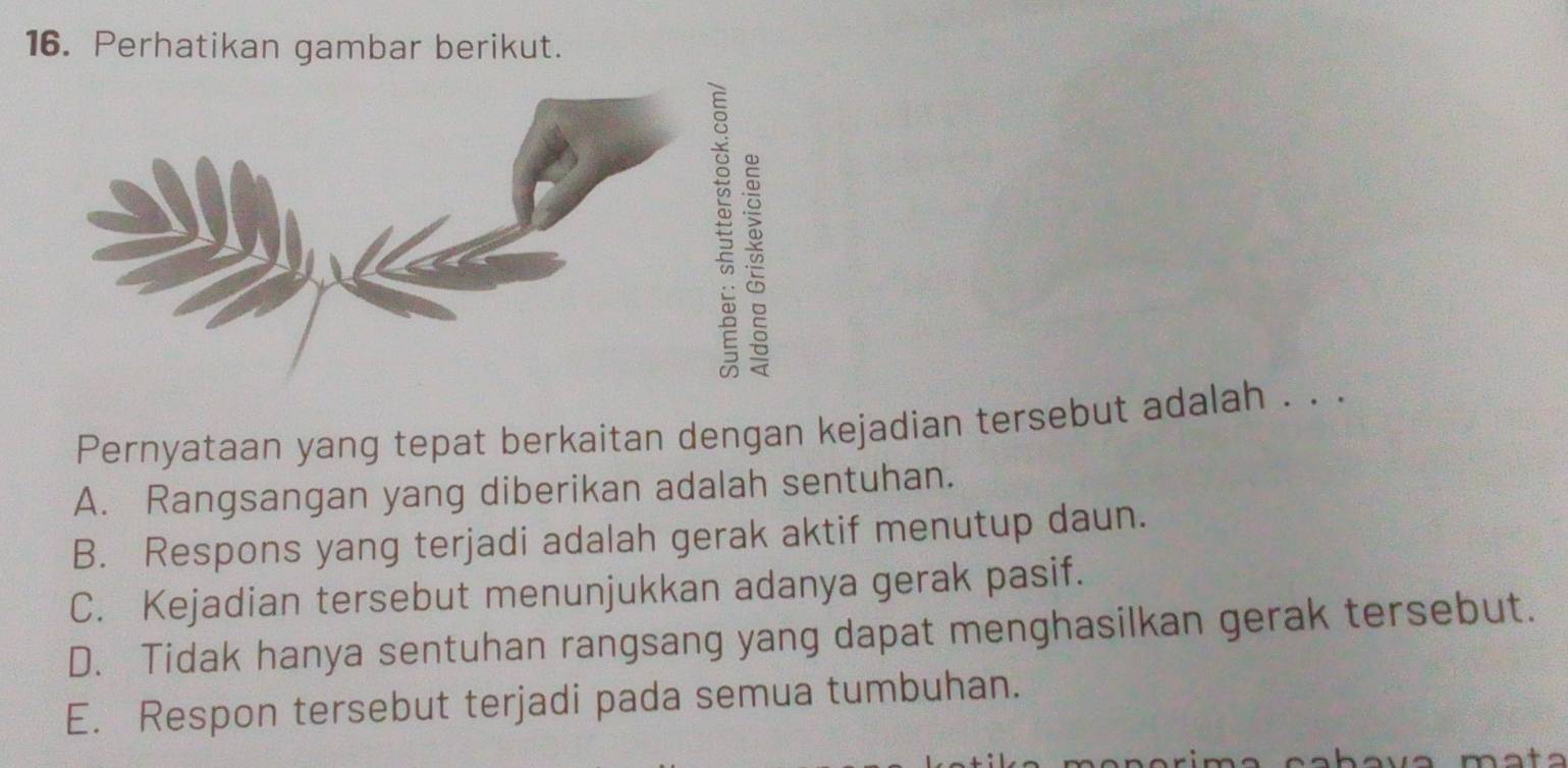 Perhatikan gambar berikut.
Pernyataan yang tepat berkaitan dengan kejadian tersebut adalah . . .
A. Rangsangan yang diberikan adalah sentuhan.
B. Respons yang terjadi adalah gerak aktif menutup daun.
C. Kejadian tersebut menunjukkan adanya gerak pasif.
D. Tidak hanya sentuhan rangsang yang dapat menghasilkan gerak tersebut.
E. Respon tersebut terjadi pada semua tumbuhan.