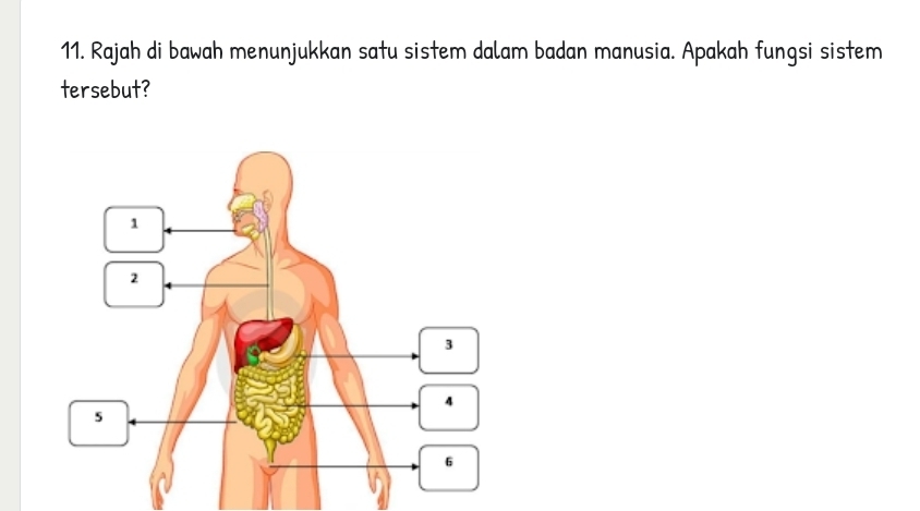 Rajah di bawah menunjukkan satu sistem dalam badan manusia. Apakah fungsi sistem 
tersebut?