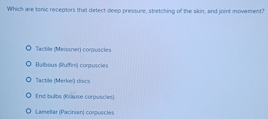 Which are tonic receptors that detect deep pressure, stretching of the skin, and joint movement?
Tactile (Meissner) corpuscles
Bulbous (Ruffini) corpuscles
Tactile (Merkel) discs
End bulbs (Krause corpuscles)
Lamellar (Pacinian) corpuscles