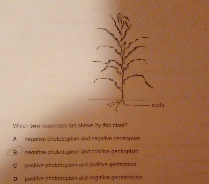 roots
Which two responses are shown by this plant?
A negative phototropism and negative geotropism
B negative phototropism and positive geotropism
C positive phototropism and positive geotropism
D positive phototropism and negative geototropism