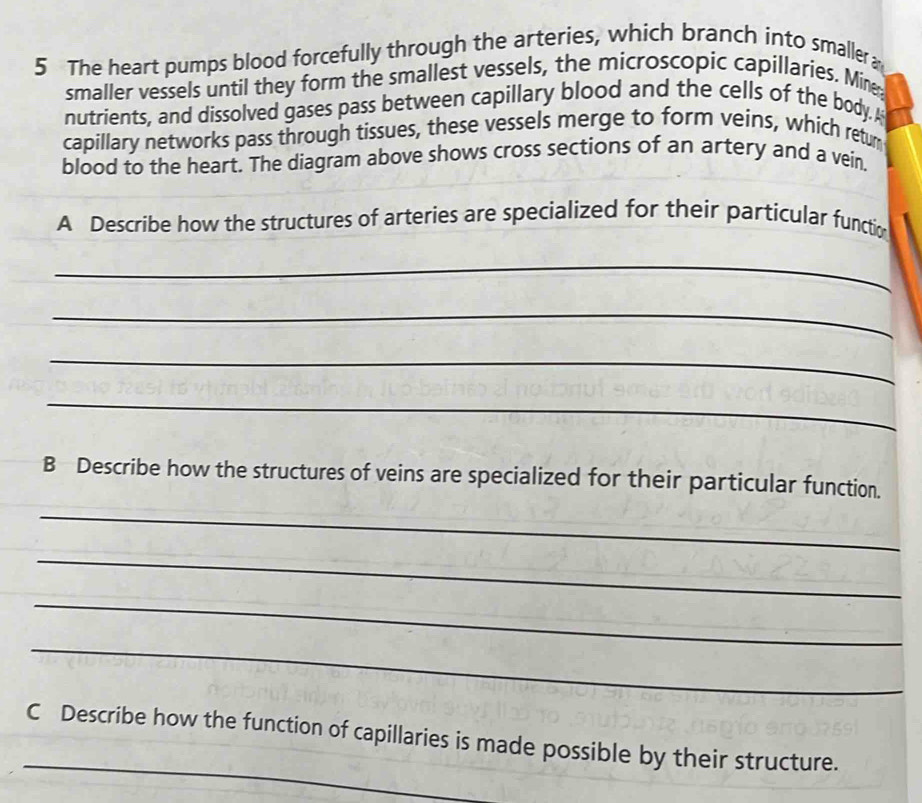 The heart pumps blood forcefully through the arteries, which branch into smaller a 
smaller vessels until they form the smallest vessels, the microscopic capillaries. Mine 
nutrients, and dissolved gases pass between capillary blood and the cells of the body. A 
capillary networks pass through tissues, these vessels merge to form veins, which retur 
blood to the heart. The diagram above shows cross sections of an artery and a vein 
A Describe how the structures of arteries are specialized for their particular functio 
_ 
_ 
_ 
_ 
B Describe how the structures of veins are specialized for their particular function. 
_ 
_ 
_ 
_ 
_ 
C Describe how the function of capillaries is made possible by their structure.