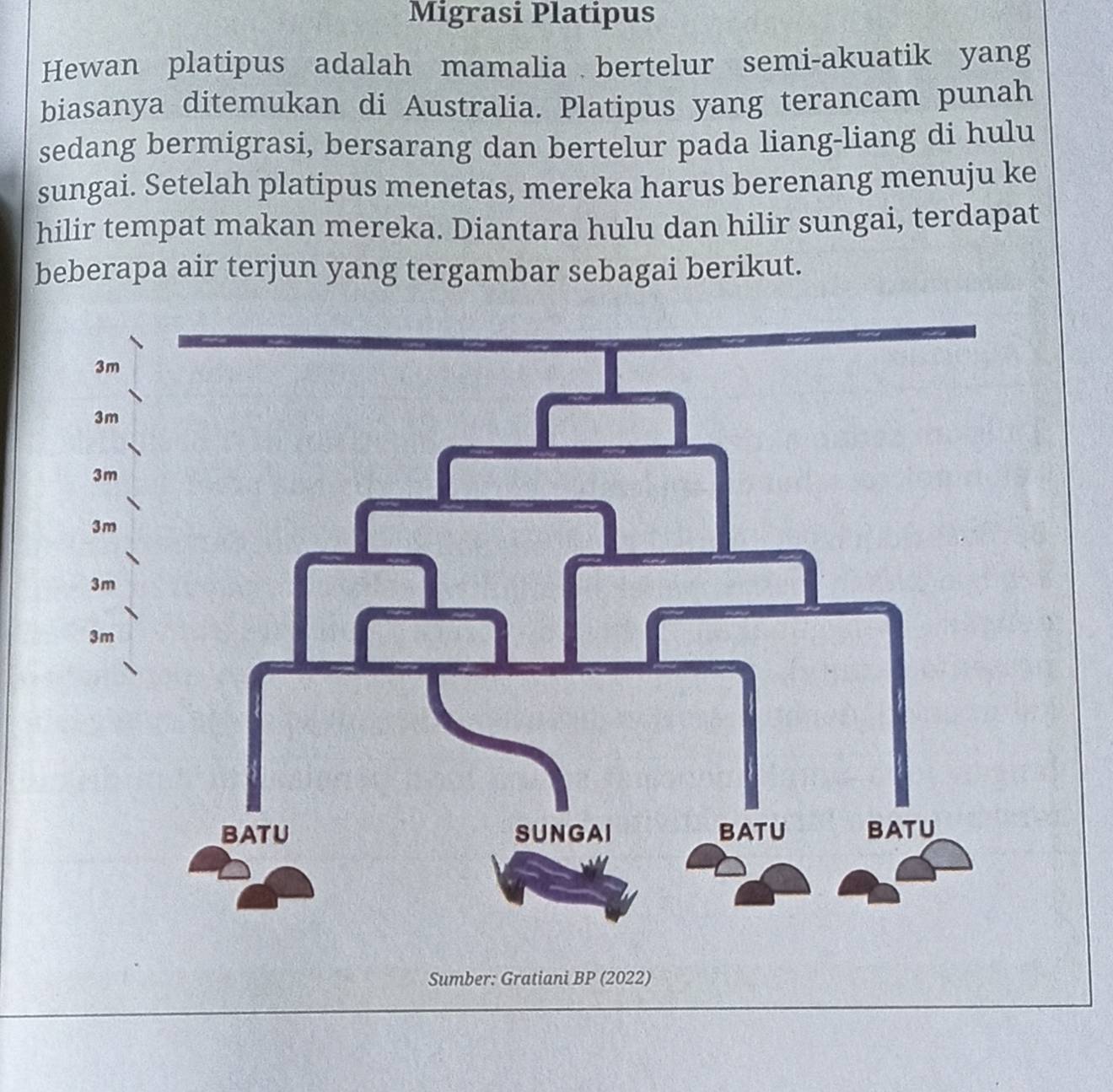 Migrasi Platipus 
Hewan platipus adalah mamalia bertelur semi-akuatik yang 
biasanya ditemukan di Australia. Platipus yang terancam punah 
sedang bermigrasi, bersarang dan bertelur pada liang-liang di hulu 
sungai. Setelah platipus menetas, mereka harus berenang menuju ke 
hilir tempat makan mereka. Diantara hulu dan hilir sungai, terdapat 
beberapa air terjun yang tergambar sebagai berikut. 
Sumber: Gratiani BP (2022)