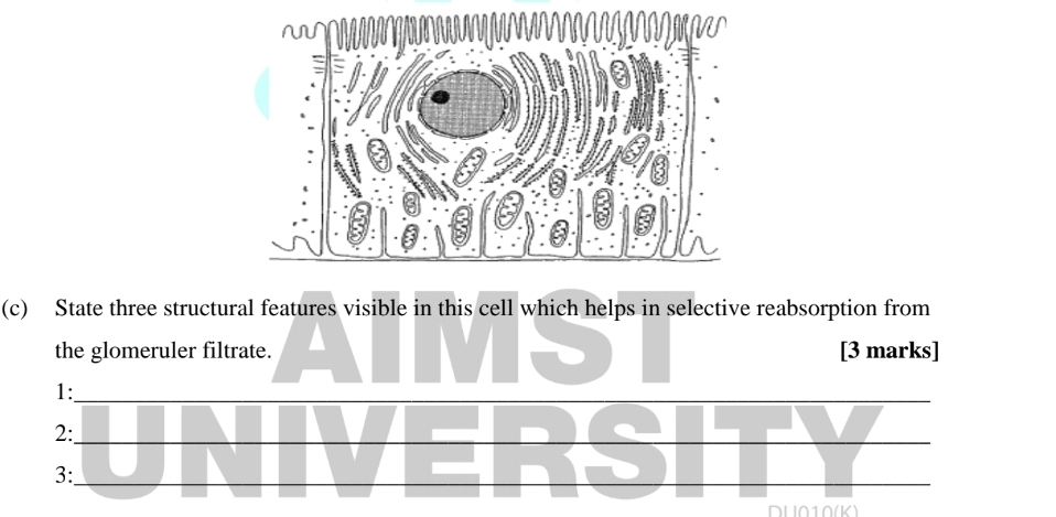 State three structural features visible in this cell which helps in selective reabsorption from 
the glomeruler filtrate. [3 marks] 
1: 
2: 
3: