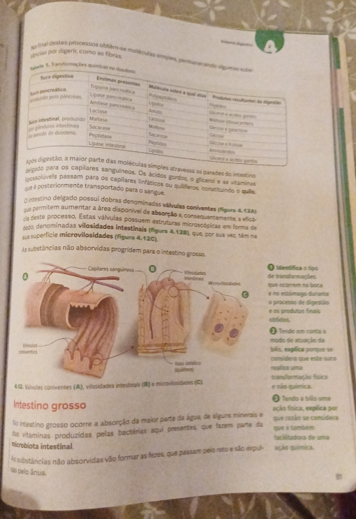 a C
fancias por digerir, como as fibras.
Na fnal destes procestos obtêm-se moléculas símples, permani
a as parades do intestino
íneos. Os ácidos gordos, o glicerol e as vitaminas
assolúvels passam para os capilares linfáticos ou quiliíferos, constituíndo o quilo,
que é posteriormente transportado para o sangue.
nintestino delgado possui dobras denominadas válvulas coniventes (figura 4.124)
nus permitem aumentar a área disponível de absorção e, consequentamente, a efica
-s deste processo. Estas válvulas possuem estruturas microscópicas em forma de
Ado, denominadas vilosidades intestinais (figura 4.128), que, por sua vez, têm na
sua superficie microvilosidades (figura 4.12C).
As substâncias não absorvidas progridem para o intestino grosso
Identífica o lígo
e transformações
ue ocgerem no boica
no estómado duruma
processo de digestão
os produtos finais
lbtides.
② Tendo em conta o
ódo de atuação da
ills, expíica porque se
onsidera que este suco
realiza uima
transformação física
412. Válvules coniventes (A), vilosidades intestinals (B) e microvilosidades (C) e não química.
A Tendo a bilão uma
Intestino grosso ição física, explica por
No intestino grosso ocorre a absorção da maior parte da água, de alguns minerais e que razão se comsidera
As vitaminas produzidas pelas bactérias aqui presentes, que fazem parte da que é tambem faciitadors de uma
microbiota intestinal.
Al substâncias não absorvidas vão formar as fezes, que passam pelo reto e são expul- ação química.
as pelo ânus.