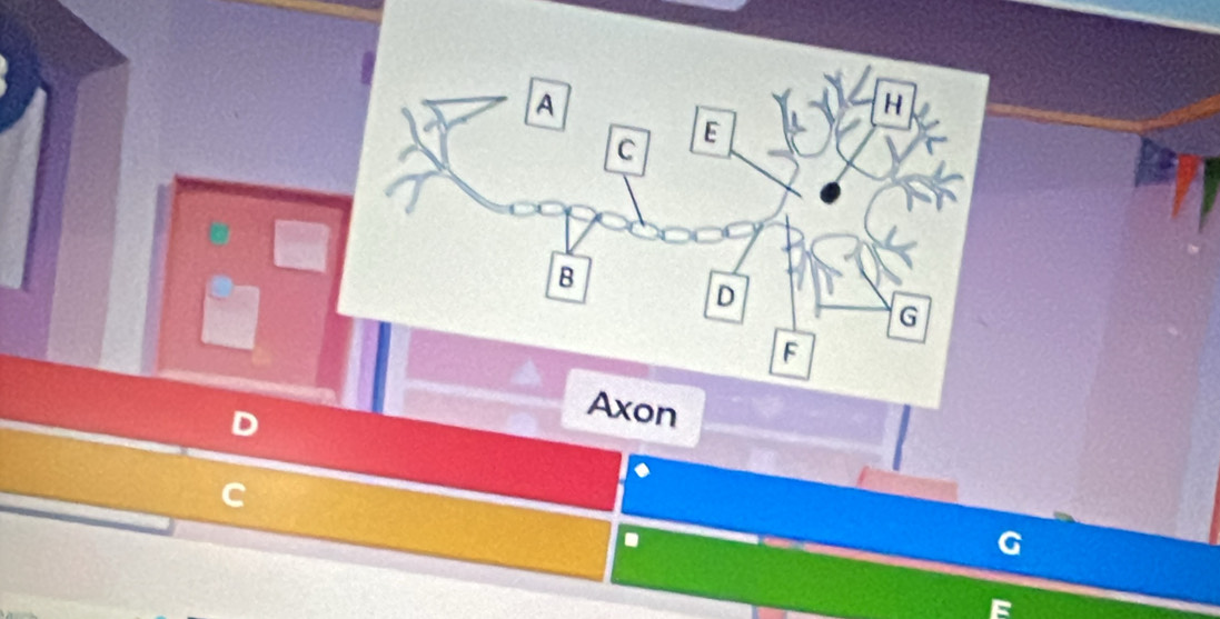 D
Axon
C
0