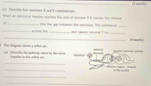 Describe how neurones X and Y communicate. 
When an electrical impulse reaches the end of neurone X it causes the release 
of_ 
into the gap between the neurones. This substance_ 
_across the _and causes neurone Y to_ 
_ 
_(4 marks) 
2 The diagram shows a reflex arc. 
(a) Describe the pathway taken by the nerve 
impulse in this reflex arc. 
_ 
_ 
_ 
_