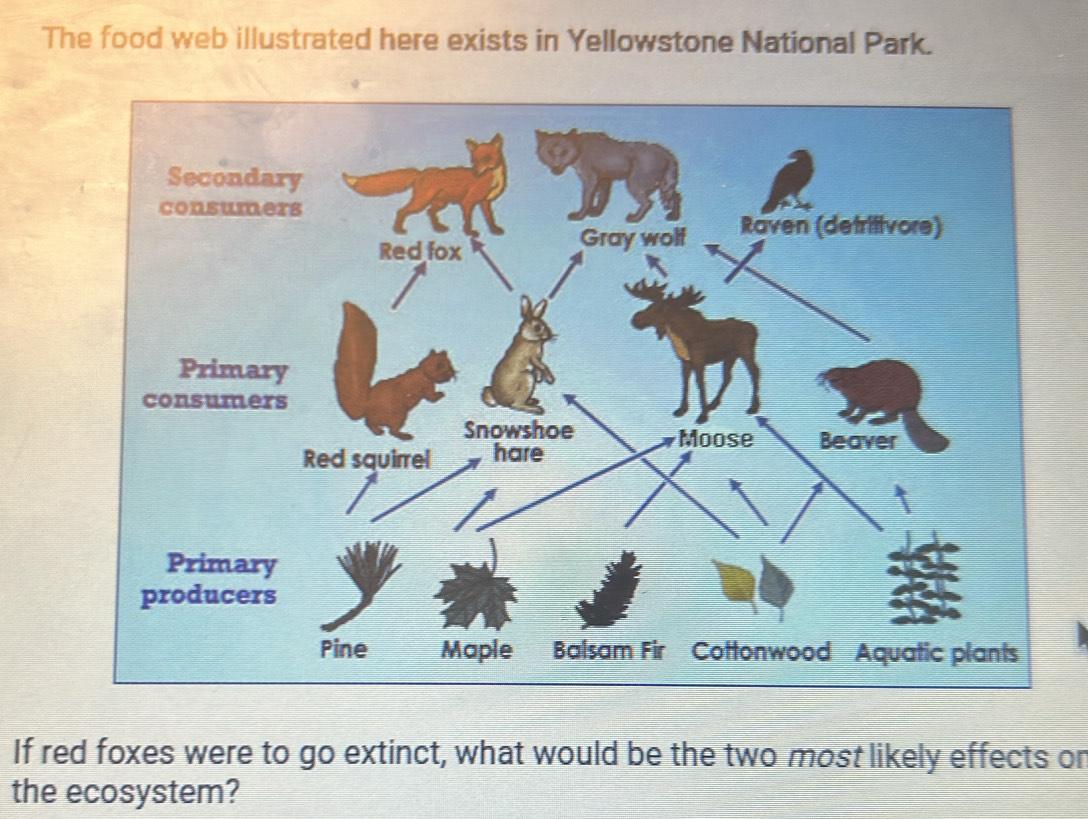 The food web illustrated here exists in Yellowstone National Park. 
Secondary 
consumers 
Red fox 
Gray wolf Raven (detritivore) 
Primary 
consumers 
Snowshoe Moose Beaver 
Red squirrel hare 
Primary 
producers 
Pine Maple Balsam Fir Cottonwood Aquatic plants 
If red foxes were to go extinct, what would be the two most likely effects or 
the ecosystem?