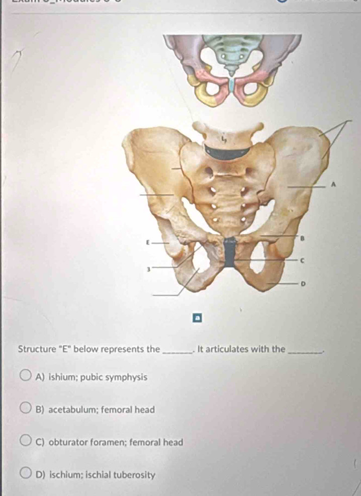 Structure "E" below represents the_ . It articulates with the_ .
A) ishium; pubic symphysis
B) acetabulum; femoral head
C) obturator foramen; femoral head
D) ischium; ischial tuberosity