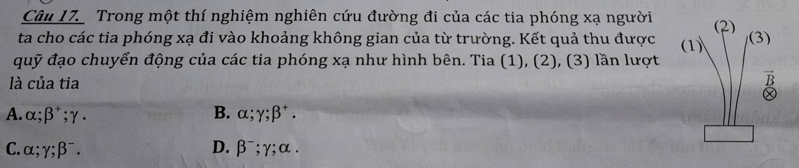 Trong một thí nghiệm nghiên cứu đường đi của các tia phóng xạ người
(2)
ta cho các tia phóng xạ đi vào khoảng không gian của từ trường. Kết quả thu được (1) (3)
đuỹ đạo chuyển động của các tia phóng xạ như hình bên. Tia (1), (2), (3) lần lượt
là của tia
B
A. alpha; beta^+; gamma. B. alpha; gamma; beta^+.
C. alpha; gamma; beta^-. D. beta^-; gamma; alpha.