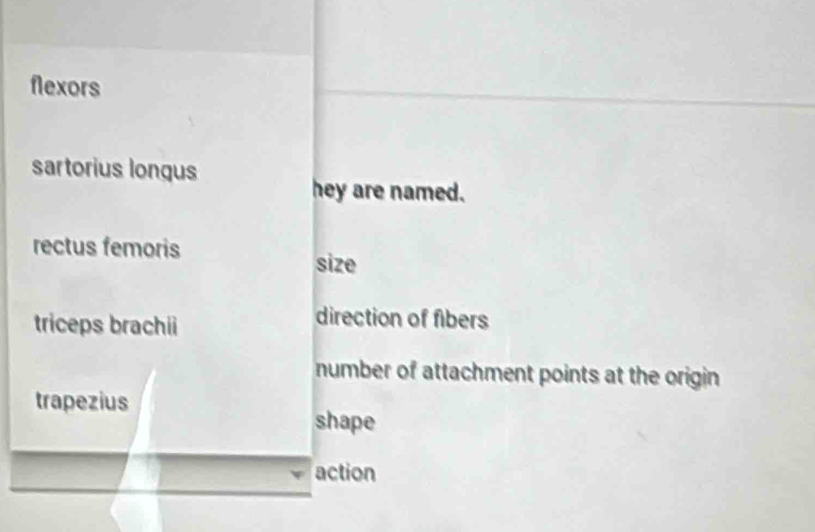 flexors 
sartorius longus 
hey are named. 
rectus femoris 
size 
triceps brachii 
direction of fibers 
number of attachment points at the origin 
trapezius 
shape 
action
