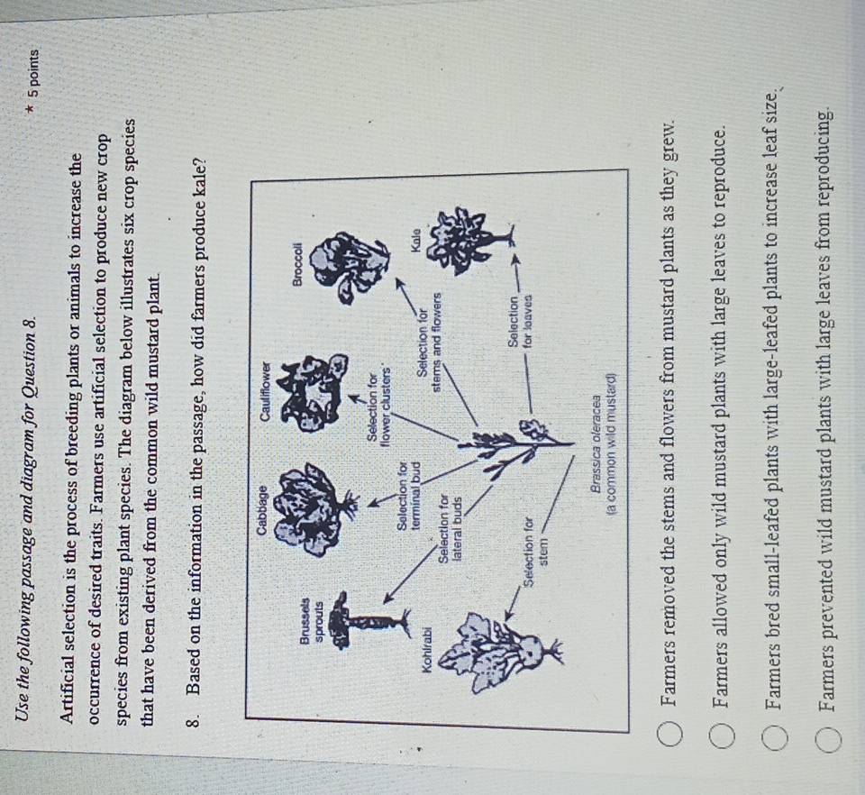 Use the following passage and diagram for Question 8. 5 points
Artificial selection is the process of breeding plants or animals to increase the
occurrence of desired traits. Farmers use artificial selection to produce new crop
species from existing plant species. The diagram below illustrates six crop species
that have been derived from the common wild mustard plant.
8. Based on the information in the passage, how did farmers produce kale?
Farmers removed the stems and flowers from mustard plants as they grew.
Farmers allowed only wild mustard plants with large leaves to reproduce.
Farmers bred small-leafed plants with large-leafed plants to increase leaf size.
Farmers prevented wild mustard plants with large leaves from reproducing.