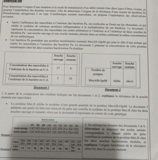 Pour déterminer l'origine d'une mutation et le mode de transmission d'un allèle mutant chez deux types d'êtres vivants, on
propose l'exploitation des données suivantes: Afin de déterminer l'origine de la résistance d'une souche de bactéries Pa
(Pseudomonas aeruginosa) à un type d'antibiotique nommé macrolides, on propose l'exploitation des observations
suivantes :
Après l'infiltration des macrolides à l'intérieur des bactéries Pa, ces molécules se fixent sur les ribosomes, ce qui
inhibe la synthèse de certaines protéines indispensables à la multiplication de ces bactéries. Le document la
représente la concentration des macrolides (en unités arbitraires) à l'intérieur et à l'extérieur de deux souches de
bactéries Pa : une souche sauvage et une souche mutante, placées dans un milieu contenant la même concentration
de ces antibiotiques.
Les bactéries Pa possèdent une protéine membranaire nommée MexAB-OprM qui joue le rôle d'une pompe qui
rejette les macrolides à l'extérieur des bactéries Pa. Le document 2 présente la concentration de cette protéine
membranaire chez les deux souches bactériennes Pa étudiées.
 
1. A partir de la comparaison des résultats indiqués sur les documents 1 et 2, expliquez la résistance de la souche
mutante aux macrolides.
La protéine Mex.R inhibe la synthèse d'une grande quantité de la protéine MexAB-OprM. Le document 3
présente une partie du brin non transcrit du gène qui contrôle la synthèse de la protéine Mex.R chez les deux
souches sauvage et mutante, alors que le document 4 représente un extrait du code génétique
Seas de locture
107 108 109 110 111 112 113 114 115 2. En utilisant les données des documents 3 et 4,
Souche sauvage : CAT GCG GAA GCC ATC ATG TCA TGC GTG déterminez la séquence des acides aminés
Sooche mutante : CAT GCG GAA GCC ATC ATG TCA TGA GTG correspondante à chaque partie du gène
Document 3 contrôlant la synthèse de la protéine Mex.R chez
GUG UGC CAU les deux souches bactériennes étudiées, et
Codous GEA I a CAC GC ACU ACC UCA UCG GAG GAA AUG UGA UAG A[A ADC  expliquez l'origine héréditaire de la résistance
Val
Document 4. amiods Acides Qs Ala Thr Ser Gls Met He observée chez la souche mutante.