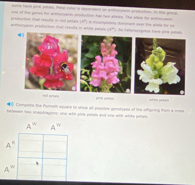 some have pink petals. Petal color is dependent on anthocyanin production. In this group,
one of the genes for anthocyanin production has two alleles. The allele for anthocyanin
production that results in red petals (A^R) is incompletely dominant over the allele for no
anthocyanin production that results in white petals (A^W). So heterozygotes have pink petals.
0
red petals pink petals white petals
Complete the Punnett square to show all possible genotypes of the offspring from a cross
between two snapdragons: one with pink petals and one with white petals.
A^w A^w
A^R
A^w