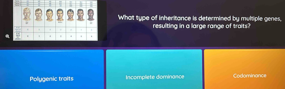 What type of inheritance is determined by multiple genes,
resulting in a large range of traits?
a
Polygenic traits Incomplete dominance Codominance