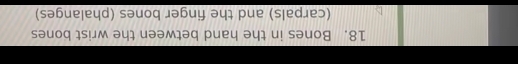 Bones in the hand between the wrist bones 
(carpals) and the finger bones (phalanges)