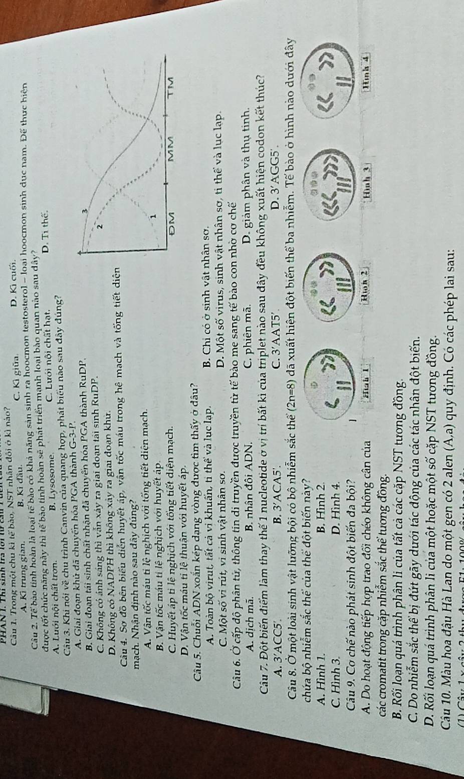 Trong một chu kì te Y bào, NST nhân đôi ở kì nào? D. Kì cuối.
A. Kì trung gian. B. Kì đầu.
C. Kì giữa
Câu 2. Tế bào tỉnh hoàn là loại tế bào có khả năng sản sinh ra hoocmon testosterol - loại hoocmon sinh dục nam. Để thực hiện
được tốt chức năng này thì tế bào tinh hoàn sẽ phát triển mạnh loại bào quan nào sau dây? D. Ti thể
A. Luới nội chất trơn. B. Lysosome. C. Lưới nội chất hạt.
Câu 3. Khi nói về chu trình Canvin của quang hợp, phát biểu nào sau đây đúng?
A. Giai đoạn khủ đã chuyển hóa PGA thành ở G-3-P
B. Giai đoạn tái sinh chất nhận đã chuyển hóa PGA thành RuDP.
C. Không có ánh sáng thì vẫn xảy ra giai doạn tái sinh RuDP.
D. Không có NADPH thì không xây ra giai đoạn khử.
Câu 4. Sơ đồ bên biểu diễn huyết áp, vận tốc máu trong hệ mạch và tống tiết diệ
mạch. Nhận định nào sau dây đúng?
A. Vận tốc máu tỉ lệ nghịch với tổng tiết diện mạch.
B. Vận tốc máu tí lệ nghịch với huyết áp
C. Huyết áp tỉ lệ nghịch với tổng tiết diện mạch.
D. Vận tốc máu ti lệ thuận với huyết áp.
Câu 5. Chuỗi ADN xoắn kép dạng vòng được tìm thấy ở đâu?
A. Toàn bộ virut, tất cả vi khuẩn, ti thể và lục lạp. B. Chi có ở sinh vật nhân sơ.
C. Một số vi rút, vi sinh vật nhân sơ. D. Một số virus, sinh vật nhân sơ, ti thể và lục lạp.
Câu 6. Ở cấp độ phân tử, thông tin di truyền được truyền từ tế bào me sang tế bào con nhờ cơ chế
A. dịch mã.  B. nhân đôi ADN. C. phiên mã. D. giảm phân và thụ tinh.
Câu 7. Đột biến điểm làm thay thế 1 nucleotide ở vị trí bất kì của triplet nào sau đây đều không xuất hiện codon kết thúc?
A. 3' ACC5' B. 3’ACA5'. C. 3’AAT5' D. 3’AGG5'.
Câu 8. Ở một loài sinh vật lưỡng bội có bộ nhiễm sắc thể (2n=8) đã xuất hiện đột biến thể ba nhiễm. Tế bào ở hình nào dưới đây
chứa bộ nhiễm sắc thể của thể đột biến này?
A. Hình 1. B. Hình 2.
C. Hình 3. D. Hình 4.
Câu 9. Cơ chế nào phát sinh đột biến đa bội? 
A. Do hoạt động tiếp hợp trao đổi chéo không cân của Hìah l Hìh 2 Hình 3 11nh 4
các cromatit trong cặp nhiễm sắc thể tuong đồng.
B. Rối loạn quá trình phân li của tất cả các cặp NST tương đồng.
C. Do nhiễm sắc thể bị đứt gãy dưới tác động của các tác nhân đột biến.
D. Rối loạn quá trình phân li của một hoặc một số cặp NST tương đồng.
Câu 10. Màu hoa đậu Hà Lan do một gen có 2 alen (A,a) quy định. Có các phép lai sau: