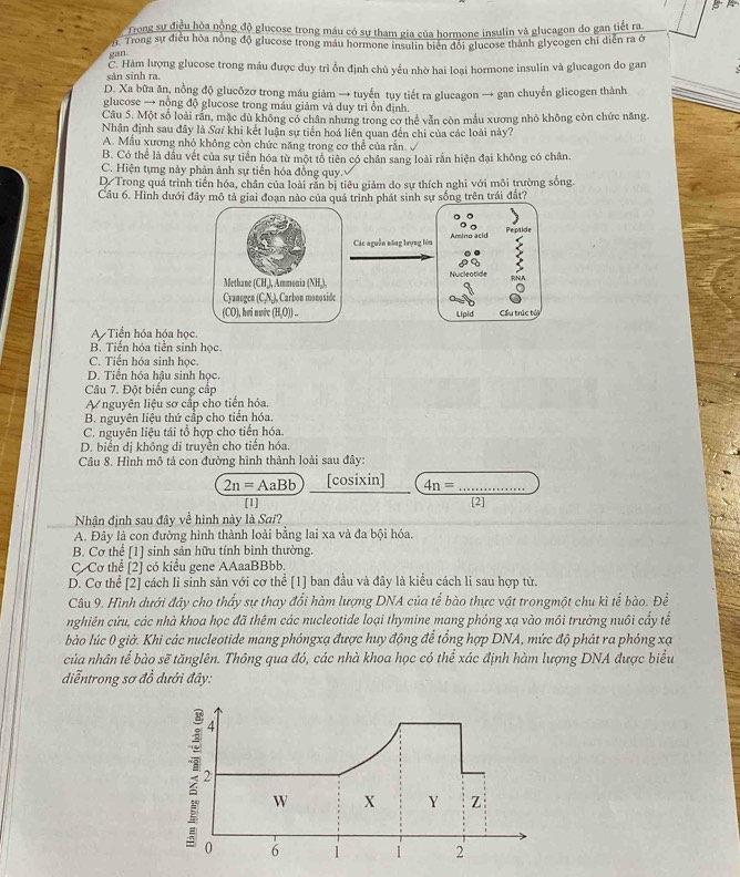 BA
Trong sự điều hòa nộng độ glucose trong máu có sự tham gia của hormone insulin và glucagon do gan tiết ra
. Trong sự điều hòa nỗng độ glucose trong máu hormone insulin biên đổi glucose thành glycogen chỉ diễn ra ở
can
sản sinh ra. C. Hàm lượng glucose trong máu được duy trì ổn định chủ yếu nhờ hai loại hormone insulin và glucagon do gan
D. Xa bữa ăn, nồng độ glucôzơ trong máu giảm → tuyến tuy tiết ra glucagon → gan chuyển glicogen thành
glucose → nồng độ glucose trong máu giảm và duy trì ồn định.
Câu 5. Một số loài răn, mặc dù không có chân nhưng trong cơ thể vẫn còn mẫu xương nhỏ không còn chức năng.
Nhận định sau đây là Saí khi kết luận sự tiến hoá liên quan đến chi của các loài này?
A. Mẫu xương nhỏ không còn chức năng trong cơ thể của rắn.
B. Có thể là dầu vết của sự tiến hóa từ một tố tiên có chân sang loài rắn hiện đại không có chân.
C. Hiện tựng này phân ảnh sự tiến hóa đồng quy.
D/Trong quá trình tiến hóa, chân của loài rằn bị tiêu giảm do sự thích nghi với môi trường sống.
Câu 6. Hình dưới đây mô tả giai đoạn nào của quá trình phát sinh sự sống trên trái đất?
Peptide
Các nguồn năng lượng lớn Amino acid
Methane (CH,), Ammonia (NH,), Nucleotide
Cyanogen (C,N,), Carbon monoside
(CO), hơi nước (H,O)) .. Lipid Cầu trúc túy
A Tiền hóa hóa học.
B. Tiến hóa tiền sinh học.
C. Tiến hóa sinh học.
D. Tiển hóa hậu sinh học.
Câu 7. Đột biến cung cấp
A nguyên liệu sơ cấp cho tiến hóa.
B. nguyên liệu thứ cấp cho tiến hóa.
C. nguyên liệu tái tổ hợp cho tiến hóa.
D. biển dị không di truyền cho tiển hóa.
Câu 8, Hình mô tả con đường hình thành loài sau đây:
2n=AaBb [cosixin] 4n= _
[1] [2]
Nhận định sau đây về hình này là Sai?
A. Đây là con đường hình thành loài bằng lai xa và đa bội hóa.
B. Cơ thể [1] sinh sản hữu tính bình thường.
C. Cơ thể [2] có kiểu gene AAaaBBbb.
D. Cơ thể [2] cách li sinh sản với cơ thể [1] ban đầu và đây là kiều cách li sau hợp tử.
Câu 9. Hình dưới đây cho thấy sự thay đổi hàm lượng DNA của tể bào thực vật trongmột chu kì tế bào. Để
nghiên cứu, các nhà khoa học đã thêm các nucleotide loại thymine mang phóng xạ vào môi trường nuôi cấy tể
bào lúc 0 giờ. Khi các nucleotide mang phóngxạ được huy động để tổng hợp DNA, mức độ phát ra phỏng xạ
của nhân tế bào sẽ tănglên. Thông qua đó, các nhà khoa học có thể xác định hàm lượng DNA được biểu
diễntrong sơ đồ dưới đây:
4
2
; 0 6
W X Y Z
1 2