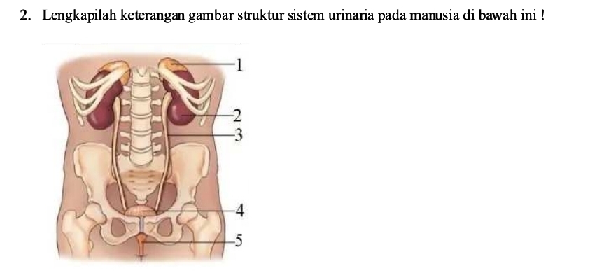 Lengkapilah keterangan gambar struktur sistem urinaria pada manusia di bawah ini !