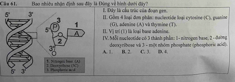 Bao nhiêu nhận định sau đây là Đúng về hình dưới đây?
I. Đây là cầu trúc của đoạn gen.
II. Gồm 4 loại đơn phân: nucleotide loại cytosine (C), guanine
(G), adenine (A) và thymine (T).
II. Vị trí (1) là loại base adenine.
IV. Mỗi nucleotide có 3 thành phần: 1- nitrogen base, 2 - đường
deoxyribose và 3 - một nhóm phosphate (phosphoric acid).
A. 1. B. 2. C. 3. D. 4.