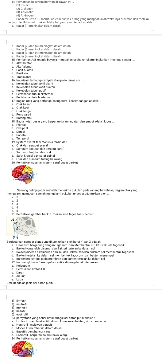 Perhatikan beberapa hormon di bawah ini ...
(1) Insulin
(2) Glukagon
(3) Adrenalin
(4) Androgen
Pandemi Covid-19 membuat lebih banyak orang yang menghabiskan waktunya di rumah dan mereka
menjadi lebih banyak makan. Maka hal yanq akan terjadi adalah.
a. Kadar (1) meningkat dalam darah
b. Kadar (2) dan (4) meningkat dalam darah.
c. Kadar (2) meningkat dalam darah.
d. Kadar (3) dan (4) meningkat dalam darah.
e. Kadar (4) meningkat dalam darah.
15. Pemberian ASI kepada bayinya merupakan usaha untuk meningkatkan imunitas secara ....
a. Aktif buatar
b. Aktif alamai
c. Pasif buatan
d. Pasif alami
e. Tradisional
16. Imunisasi terhadap campak atau polio termasuk ....
a. Kekebalan tubuh aktif alami
b. Kekebalan tubuh aktif buatan
c. Kekebalan tubuh pasif
d. Pertahanan tubuh eksternal
17. Bagian otak yang berfungsi mengontrol keseimbangan adalah....
h. Otak kecil a. Otak besar
c. Otak tengal
d. Pons varoli
18. Bagian otak besar vang berperan dalam ingatan dan emosi adalah lobus ...
a. Frontal
b. Oksipital
c. Dorsal
d. Parietal
e. Temporal
19. System syaraf tepi manusia terdiri dari ...
a. Otak dan serabut syaraf
b. Sumsum lanjutan dan serabut saraf
c. Sumsum lanjutan dan otak
d. Saraf kranial dan saraf spinal
e. Otak dan sumsum tulang belakang
mengalami gangquan setelah mengalami pukulan tersebut dijuntukkan oleh
a. 1
b. 2
c. 3
d. 4
e. 5
21. Perhatikan gambar berikut mekanisme fagositosis berikut!
Berdasarkan gambar diatas ynq ditunnjukkan oleh huruf Y dan X adalah
a Lisososm bergabung dengan fagosom dan Membentuk struktur vakuola fagositik
c. Bakteri dicerna dikeluarkan dari sel dan Bakteri tertelan didalam sel membentuk fogosom
d. Bakteri tertelan ke dalam sel membentuk fagosom dan bakteri menempe
e. Bakteri menempel pada membran dan bakteri tertelan ke dalam sel
22. Immunoglobulin D merupakan antibodi yang dapat ditemukan
a. Kolostrum
b. Permukaan limfosit B
c. Darah
d. Air liur
e Ludah
Berikut adalah jenis sel darah putih
1) limfosit
2) neutrofil
3) monosit
4) basofil
5) eosinofill
23. pernyataan yang benar untuk fungsi sel darah putih adalah :
a. Limfosit : membuat antibodi untuk melawan bakteri, virus dan racun
b. Neutrofil : melawan parasit
c. Monosit : membersih dalam darah
d. Basofil : penghancur virus
e. Eosinofil : berperan dalam reaksi alergi
24. Perhatikan susunan sistem saraf pusat berikut !