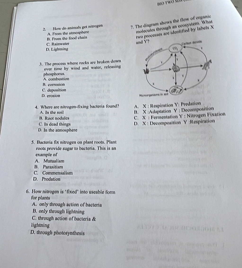 BO TWō SD 
2. How do animals get nitrogen
7. The diagram shows the flow of organie
molecules through an ecosystem. What
two processes are identified by labels X
A. From the atmosphere
B. From the food chain
C. Rainwater
D. Lightning
3. The process where rocks are broken down
over time by wind and water, releasing
phosphorus.
A. combustion
B. corrosion
C. deposition
D. erosion 
4. Where are nitrogen-fixing bacteria found? A. X : Respiration Y: Predation
A. In the soil
B. X :Adaptation Y ; Decomposition
B. Root nodules
C. X : Fermentation Y : Nitrogen Fixation
C. In dead things
D. X : Decomposition Y :Respiration
D. In the atmosphere
5. Bacteria fix nitrogen on plant roots. Plant
roots provide sugar to bacteria. This is an
example of
A. Mutualism
B. Parasitism
C. Commensalism
D. Predation
6. How nitrogen is ‘fixed’ into useable form
for plants
A. only through action of bacteria
B. only through lightning
C. through action of bacteria &
lightning
D. through photosynthesis