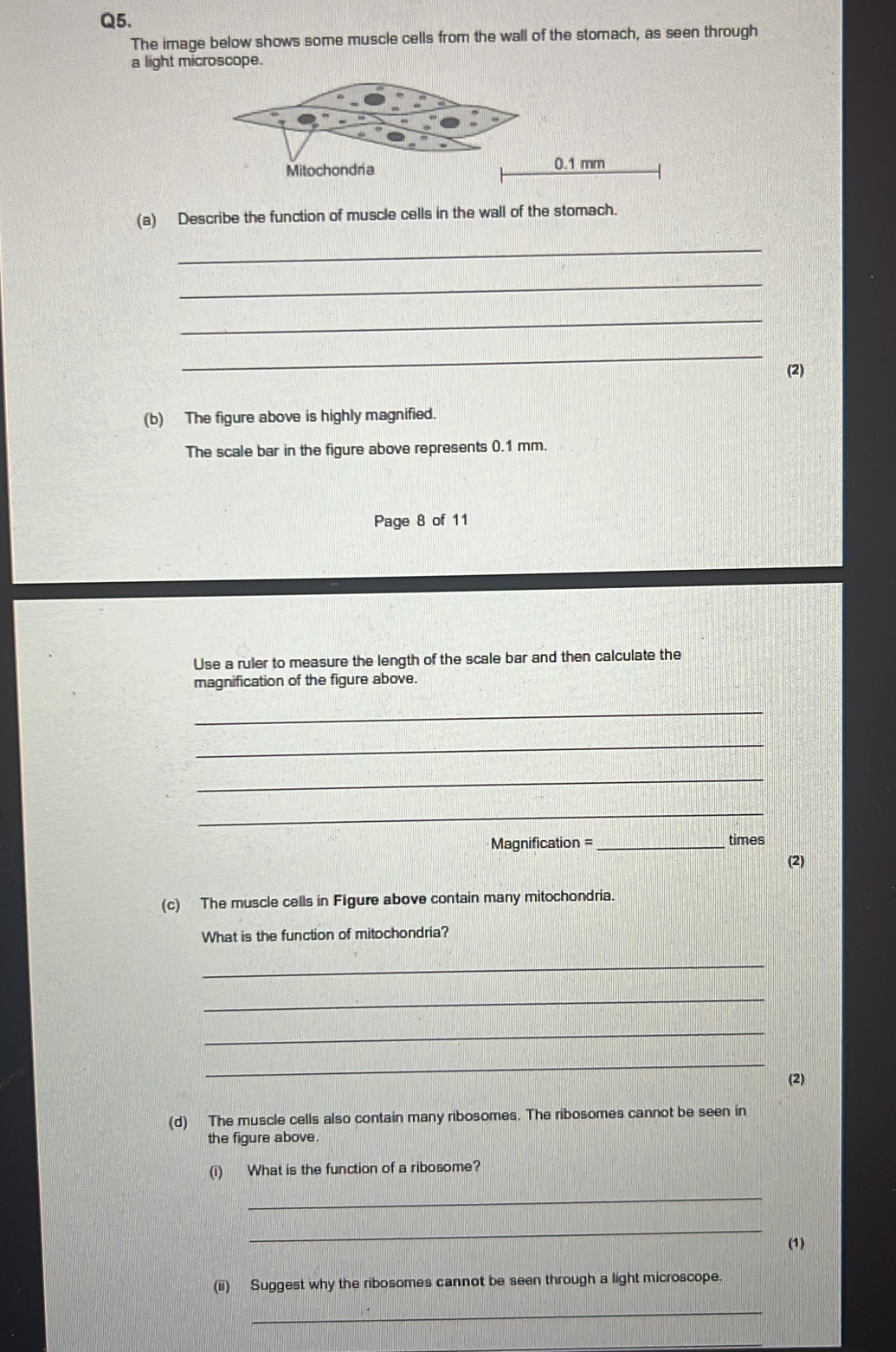 The image below shows some muscle cells from the wall of the stomach, as seen through 
a light microscope. 
(a) Describe the function of muscle cells in the wall of the stomach. 
_ 
_ 
_ 
_ 
(2) 
(b) The figure above is highly magnified. 
The scale bar in the figure above represents 0.1 mm. 
Page 8 of 11 
Use a ruler to measure the length of the scale bar and then calculate the 
magnification of the figure above. 
_ 
_ 
_ 
_ 
Magnification =_ times 
(2) 
(c) The muscle cells in Figure above contain many mitochondria. 
What is the function of mitochondria? 
_ 
_ 
_ 
_ 
(2) 
(d) The muscle cells also contain many ribosomes. The ribosomes cannot be seen in 
the figure above. 
(i) What is the function of a ribosome? 
_ 
_ 
(1) 
(ii) Suggest why the ribosomes cannot be seen through a light microscope. 
_