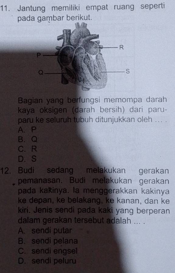 Jantung memiliki empat ruang seperti
pada gambar berikut.
Bagian yang berfungsi memompa darah
kaya oksigen (darah bersih) dari paru-
paru ke seluruh tubuh ditunjukkan oleh ... .
A. P
B. Q
C. R
D. S
12. Budi sedang melakukan gerakan
pemanasan. Budi melakukan gerakan
pada kakinya. la menggerakkan kakinya
ke depan, ke belakang, ke kanan, dan ke
kiri. Jenis sendi pada kaki yang berperan
dalam gerakan tersebut adalah ... .
A. sendi putar
B. sendi pelana
C. sendi engsel
D. sendi peluru