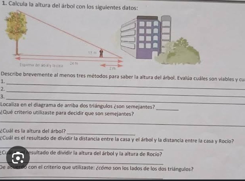 Describe brevemente al menos tres métodos para saber la altura del árbol. Evalúa cuáles son viables y cu 
1. 
2. 
_ 
3. 
_ 
Localiza en el diagrama de arriba dos triángulos ¿son semejantes? 
_ 
¿Qué criterio utilizaste para decidir que son semejantes? 
_ 
_ 
¿Cuál es la altura del árbol? 
¿Cuál es el resultado de dividir la distancia entre la casa y el árbol y la distancia entre la casa y Rocío? 
_ 
Cuál _l resultado de dividir la altura del árbol y la altura de Rocío? 
_ 
_ 
De acuerdo con el criterio que utilizaste: ¿cómo son los lados de los dos triángulos? 
_