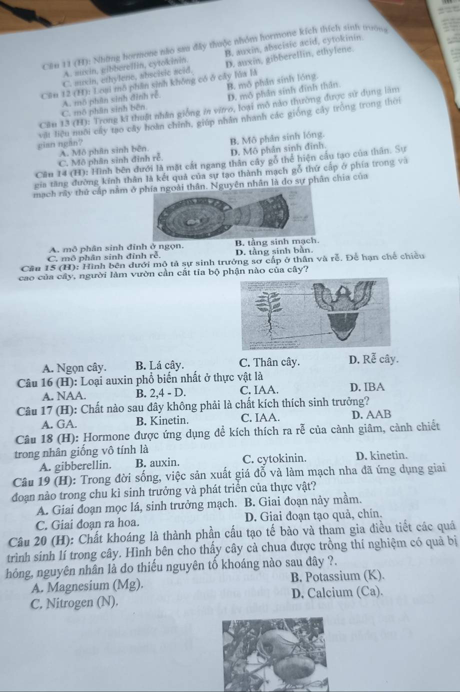 Cầu 11 (H): Nhữnng hormone nào sau đây thuộc nhóm hormone kích thích sinh trường
A. muxin, gibberellin, cytokinin. B. auxin, abscisic acid, cytokinin.
C. muxin, ethylene, abscisic acid. D. auxin, gibberellin, ethylene.
Cầu 12 (H): Loại mô phần sinh không có ở cây lúa là
A. mô phân sinh đình rễ. B. mô phần sinh lóng.
D. mô phân sinh đĩnh thân.
Câu 13 (H): Trong kĩ thuật nhân giống in vitro, loại mô nào thường được sử dụng làm
C. mô phân sinh bên.
vật liệu nuôi cây tạo cây hoàn chính, giúp nhân nhanh các giống cây trồng trong thời
gian ngắn?
A. Mô phân sinh bên. B. Mô phân sinh lóng.
C. Mô phân sinh đỉnh rễ. D. Mô phân sinh đinh.
Câu 14 (H): Hình bên đưới là mặt cắt ngang thân cây gỗ thể hiện cấu tạo của thân. Sự
gia tăng đường kính thân là kết quả của sự tạo thành mạch gỗ thứ cấp ở phía trong và
mạch rây thứ cấp nằm ởn. Nguyên nhân là do sự phân chia của
A. mô phân sinh đỉnh ở ngọn. B.
C. mô phân sinh đỉnh rễ. D. tầng sinh bần.
Câu 15 (H): Hình bên dưới mộ tả sự sinh trưởng sơ cấp ở thân và roverline O. Để hạn chế chiều
cao của cây, người làm vườn cần cắt tia bộ phận nào của cây?
A. Ngọn cây. B. Lá cây. C. Thân cây. D. Rễ cây.
Câu 16 (H): Loại auxin phổ biến nhất ở thực vật là
A. NAA. B. 2,4 - D. C. IAA.
D. IBA
Câu 17 (H): Chất nào sau đây không phải là chất kích thích sinh trưởng?
A. GA. B. Kinetin. C. IAA. D. AAB
Câu 18 (H): Hormone được ứng dụng để kích thích ra rễ của cành giâm, cành chiết
trong nhân giống vô tính là
A. gibberellin. B. auxin. C. cytokinin. D. kinetin.
Câu 19 (H): Trong đời sống, việc sản xuất giá đỗ và làm mạch nha đã ứng dụng giai
đoạn nào trong chu kì sinh trưởng và phát triển của thực vật?
A. Giai đoạn mọc lá, sinh trưởng mạch. B. Giai đoạn nảy mầm.
C. Giai đoạn ra hoa. D. Giai đoạn tạo quả, chín.
Câu 20 (H): Chất khoáng là thành phần cấu tạo tế bào và tham gia điều tiết các quá
trình sinh lí trong cây. Hình bên cho thấy cây cà chua được trồng thí nghiệm có quả bị
hỏng, nguyên nhân là do thiếu nguyên tố khoáng nào sau đây ?.
A. Magnesium (Mg). B. Potassium (K).
D. Calcium (Ca).
C. Nitrogen (N).