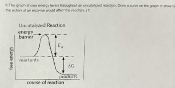 The graph shows energy levels throughout an uncatalyzed reaction. Draw a curve on the graph to show h 
the action of an enzyme would affect the reaction. (1) 
Uncatalyzed Reaction 
energy 
barrier
E_a
5 reactants
△ G
products 
course of reaction