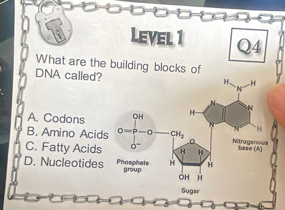 Level 1
Q4
What are the building blocks of
DNA called?
H、 H
N
N
N
OH
H-
A. Codons H
N
B. Amino Acids O=P-O CH_2 Nitrogenous
C. Fatty Acids base (A)
H H
D. Nucleotides Phosphate H H
group
OH H
Sugar