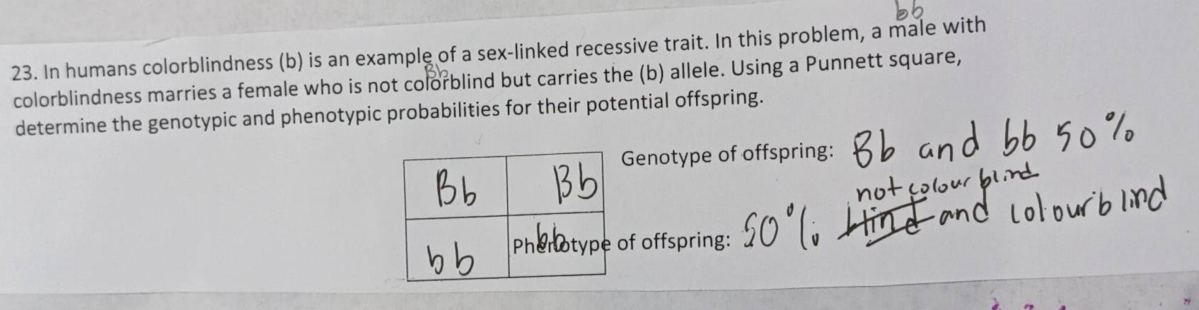 In humans colorblindness (b) is an example of a sex-linked recessive trait. In this problem, a male with 
colorblindness marries a female who is not colorblind but carries the (b) allele. Using a Punnett square, 
determine the genotypic and phenotypic probabilities for their potential offspring. 
Genotype of offspring: 
f offspring: