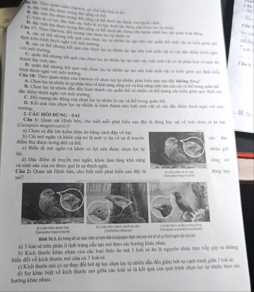 This
Câu
ău 16: Theo quan niệm Darwin, cơ chế tiên hoá là đo: Câu 2
_
B. đặc tính thu được trong đời sông cá thể dưới tác dụng của ngoại cảnh
_
A. đặc tỉnh thu được trong đời sông cá thể hai cùn
C. biển di có lợi, đào thái các biến đị có hai dưới tác dụng của chọn lọc tự nhiên.
D. đặc tính thu được trong đời sống cá thể dưới tác dụng của ngoại cánh hay tập quân hoạt động
Câu 17: Theo Darwin, đổi tượng của chọn lọc tự nhiên là
A. các cá thể nhưng kết quả của chọn lọc tự nhiên lại tạo nên các quản thể sinh vật có kiểu gene qui
định kiểu hình thích nghi với môi trường.
_
B. các cả thể nhưng kết quả của chọn lọc tự nhiên lại tạo nên loài sinh vật có các đặc điểm thích nghi
với môi trường.
_
C. quản thể nhưng kết quá của chọn lọc tự nhiên lại tạo nên các loài sinh vật có sự phân hoá về mức độ Câu 3.
thành đạt sinh sản.
D. quân thể nhưng kết quả của chọn lọc tự nhiên lại tạo nên loài sinh vật có kiểu gene qui định kiểu
hình thích nghi với môi trường.
Câu 18: Theo quan niệm của Darwin về chọn lọc tự nhiên, phát biểu nào sau đây không đủng?
A. Chọn lọc tự nhiên là sự phân hóa về khả năng sống sót và khả năng sinh sản của các cá thể trong quân thể
B. Chọn lọc tự nhiên dẫn đến hình thành các quân thể có nhiều cá thể mang các kiểu gene quy định các
đặc điểm thích nghi với môi trường.
C. Đối tượng tác động của chọn lọc tự nhiên là các cá thể trong quần thể.
D. Kết quả của chọn lọc tự nhiên là hình thành nên loài sinh vật có các đặc điểm thích nghi với môi
_
trường.
2. CÂU HÒI ĐÚNG - SAI
Câu 1: Quan sát Hình bên, cho biết mỗi phát biểu sau đây là đúng hay sai về loài chim sẻ ăn hạt
(Geospiza magnirostric)?
a) Chim sẻ đất lớn kiếm thức ăn bằng cách đập vỡ hạt.
b) Cái mỏ ngắn và khỏe của nó là một ví dụ về sự di truyềnác đặc
điểm thu được trong đời cá thể.
c) Biến dị mô ngắn và khỏe có lợi nên được chọn lọc tựhiên giù
lại.
đ) Đặc điểm di truyền mỏ ngắn, khỏe làm tăng khả năngống sót
và sinh sản của nó được gọi là sự thích nghi.
Câu 2: Quan sát Hình bên, cho biết mỗi phát biểu sau đây là a) Loài chim sẻ ân hạt dúng hay
sai? (Geospiza magnírostris)
a) Loài chim sẻ ăn hạt b) Loài chim chích xanh ăn său c) Loài chim sẽ ăn xương rồng
(Geospiza magntrostris) (Certhidea olívacea) (Geospiza scandens internedia)
Hình 16,3. Ba trong số các loài chim sẻ trên đảo Galdpagos được Darwin mô tả về sự thích nghi cấu tạo mô
a) 3 loài sẻ trên phân li tính trạng cấu tạo mỏ theo các hướng khác nhau.
b) Kích thước khác nhau của các loại thức ăn mà 3 loài sẻ ăn là nguyên nhân trực tiếp gây ra những
biến đổi về kích thước mỏ của cả 3 loài sẻ.
c) Kích thước mỏ có sự thay đổi bởi áp lực chọn lọc tự nhiên dẫn đến giảm bớt sự cạnh tranh giữa 3 loài sẻ.
d) Sự khác biệt về kích thước mỏ giữa các loài sẻ là kết quả của quá trình chọn lọc tự nhiên theo các
hướng khác nhau.