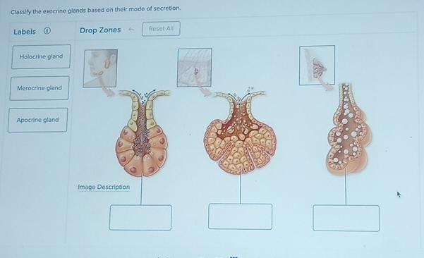 Classify the exocrine glands based on their mode of secretion. 
Labels (i Drop Zones Reset All 
Holocrine gland 
Merocrine gland 
Apocrine gland 
Image Description