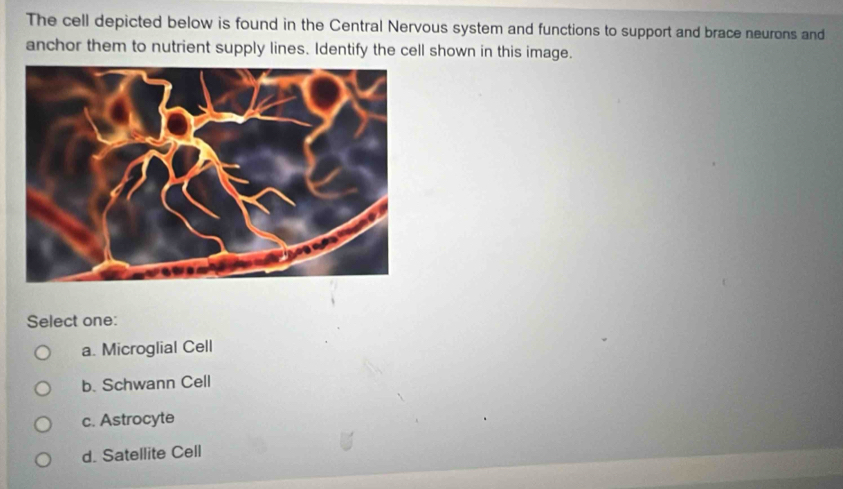 The cell depicted below is found in the Central Nervous system and functions to support and brace neurons and
anchor them to nutrient supply lines. Identify the cell shown in this image.
Select one:
a. Microglial Cell
b. Schwann Cell
c. Astrocyte
d. Satellite Cell