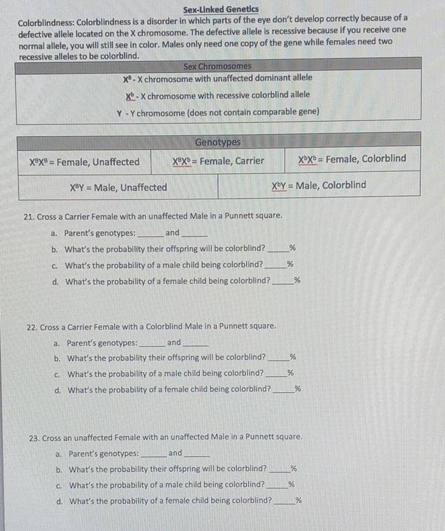 Sex-Linked Genetics
Colorblindness: Colorblindness is a disorder in which parts of the eye don’t develop correctly because of a
defective allele located on the X chromosome. The defective allele is recessive because if you receive one
normal allele, you will still see in color. Males only need one copy of the gene while females need two
recessive alleles to be colorblind.
Sex Chromosomes
x^8 - X chromosome with unaffected dominant allele
_ x^b - X chromosome with recessive colorblind allele
Y - Y chromosome (does not contain comparable gene)
21. Cross a Carrier Female with an unaffected Male in a Punnett square.
a. Parent’s genotypes: _and_
b. What's the probability their offspring will be colorblind? _%
c. What’s the probability of a male child being colorblind? _%
d. What’s the probability of a female child being colorblind?_ %
22. Cross a Carrier Female with a Colorblind Male in a Punnett square.
a. Parent's genotypes:_ and_
b. What’s the probability their offspring will be colorblind? _%
c. What’s the probability of a male child being colorblind?_ %
d. What’s the probability of a female child being colorblind? _%
23. Cross an unaffected Female with an unaffected Male in a Punnett square.
a. Parent's genotypes: _and_
b. What’s the probability their offspring will be colorblind? _%
c. What’s the probability of a male child being colorblind? _%
d. What’s the probability of a female child being colorblind? _%