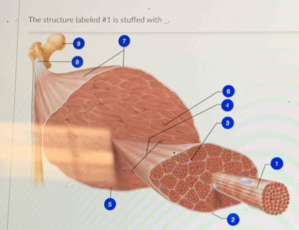 The structure labeled # 1 is stuffed with _. 
2