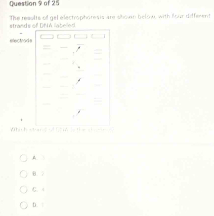 The results of gel electrophoresis are shown below, with four different
strands of DNA labeled.
electrode
Which strand of DNA is the shostr at?
A. 3
B. 2
C. 4
D. 1