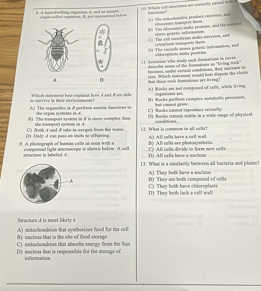 Which cell structures are correctly paired with th
8. A land-dwelling organism, , and an aquatic functions?
single-celled organism, B, are represented below.
A) The mitochondria produce enzymes, and
ribosomes transport them.
B) The ribosomes make proteins, and the nucleus
stores genetic information.
C) The cell membrane make enzymes, and
cytoplasm transports them.
D) The vacuole stores genetic information, and
chloroplasts make proteins.
11. Scientists who study rock formations in caves
describe some of the formations as "living rock"
because, under certain conditions, they increase in
A size. Which statement would best dispute the claim
B
that these rock formations are living?
A) Rocks are not composed of cells, while living
Which statement best explains how A and B are able organisms are.
to survive in their environments? B) Rocks perform complex metabolic processes,
A) The organelles in B perform similar functions to but cannot grow.
the organ systems in A. C) Rocks cannot reproduce sexually.
B) The transport system in B is more complex than D) Rocks remain stable in a wide range of physical
the transport system in . conditions.
C) Both A and B take in oxygen from the water. 12. What is common to all cells?
D) Only A can pass on traits to offspring. A) All cells have a cell wall
9. A photograph of human cells as seen with a B) All cells are photosynthetic
compound light microscope is shown below. A cell C) All cells divide to form new cells
structure is labeled A. D) All cells have a nucleus
13. What is a similarity between all bacteria and plants?
A) They both have a nucleus
B) They are both composed of cells
C) They both have chloroplasts
D) They both lack a cell wall
Structure A is most likely a
A) mitochondrion that synthesizes food for the cell
B) nucleus that is the site of food storage
C) mitochondrion that absorbs energy from the Sun
D) nucleus that is responsible for the storage of
information